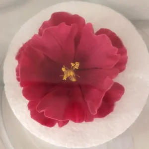 Cukorvirág -  Cosmos - Bordó 5-6cm