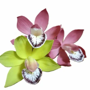 Cukorvirág -  Csónakorchidea - Bordó  7-8cm